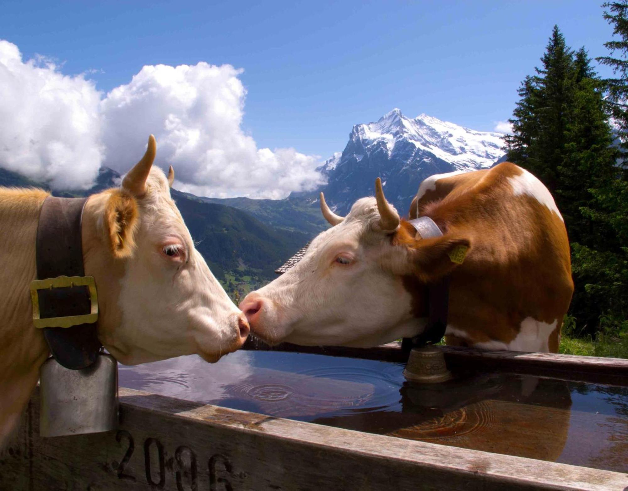 Parkhotel Schoenegg Grindelwald Exteriér fotografie